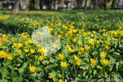 Image of Winter Aconite, Eranthis Hiemalis 