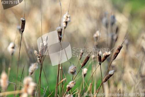 Image of Reed plant near lake 