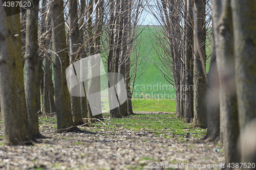 Image of Forest trees tunel 