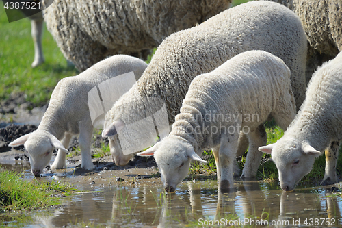 Image of Herd of sheep drinking water