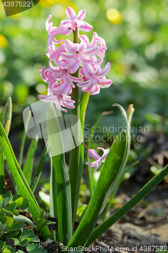 Image of Pink hyacinth flower in spring 