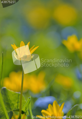 Image of Winter Aconite, Eranthis Hiemalis 