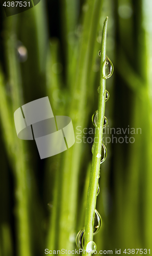 Image of Chive with water drops