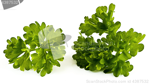 Image of Parsley leaves