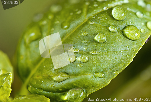 Image of Basil leaf with water drops