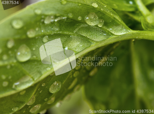 Image of Basil leaf with water drops