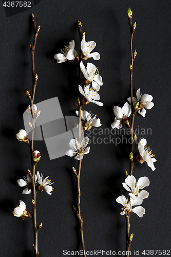 Image of Twigs of fruit tree with blossoms