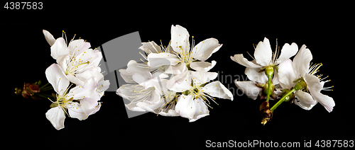 Image of White cherry blossoms on black background
