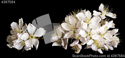 Image of White cherry blossoms on black background