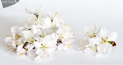 Image of White cherry blossoms on light gray background
