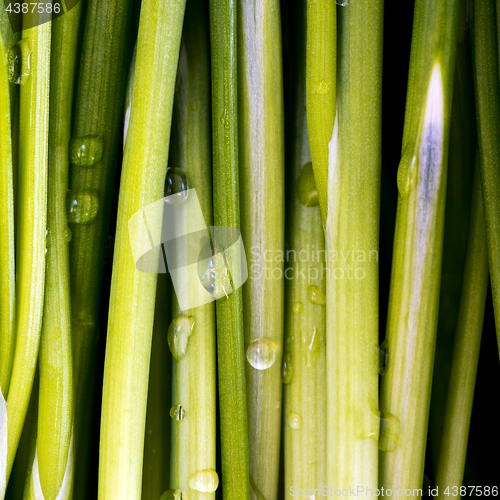 Image of Chives  with water drops