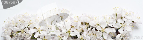 Image of White cherry blossoms on very light gray background