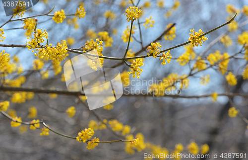 Image of Yellow closeup spring blossoming tree brunch 