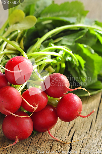 Image of Fresh organic radishes with leaves