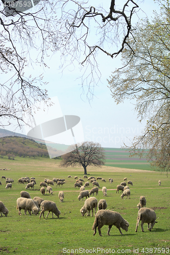 Image of Flock of sheep on field 