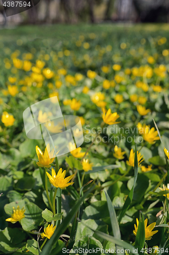 Image of Winter Aconite, Eranthis Hiemalis 