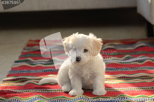 Image of White puppy maltese dog sitting on carpet