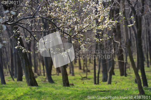 Image of Closeup spring blossoming tree brunch 