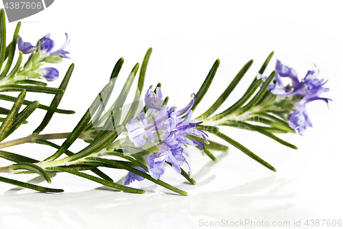 Image of Blossoming twigs of rosemary