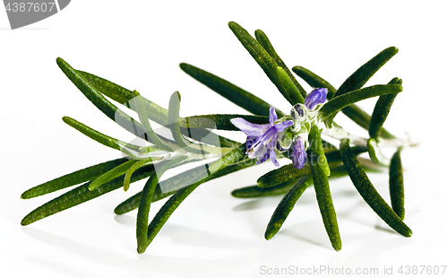 Image of Blossoming twig of rosemary