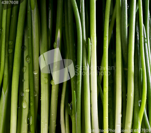 Image of Chives with water drops