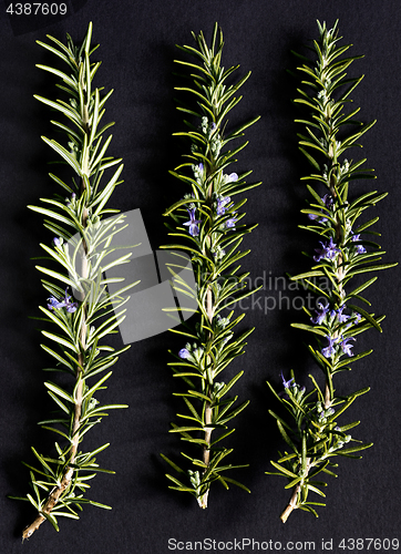 Image of Twigs of rosemary with blossoms