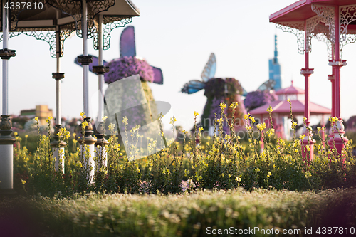 Image of Dubai miracle garden