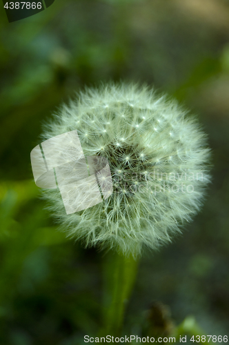 Image of dandelion blowball
