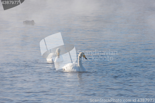 Image of Beautiful white whooping swans