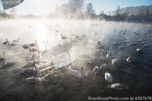 Image of Beautiful white whooping swans