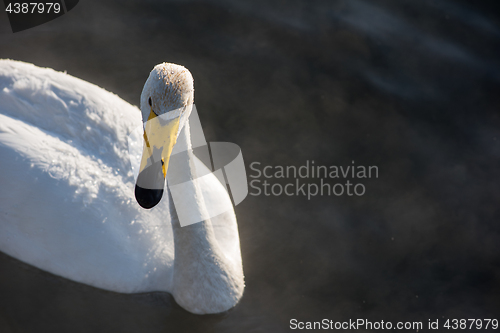 Image of Beautiful white whooping swans