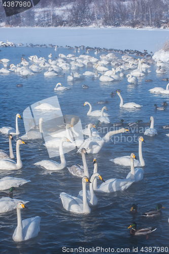 Image of Beautiful white whooping swans