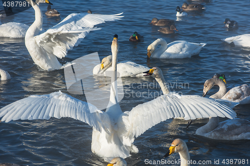 Image of Beautiful white whooping swans