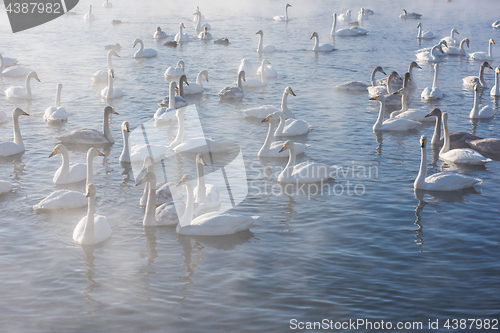 Image of Beautiful white whooping swans