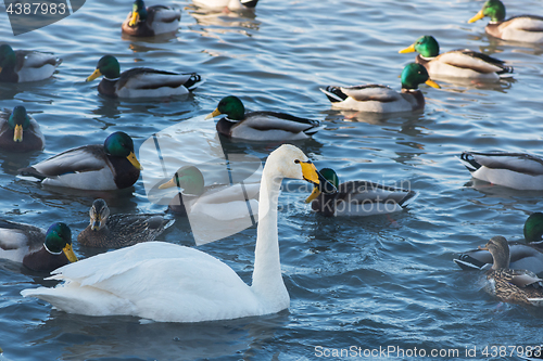 Image of Beautiful white whooping swans