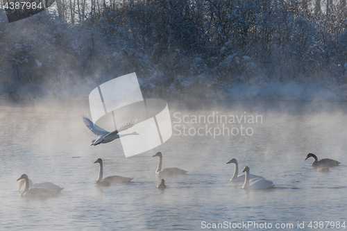 Image of Beautiful white whooping swans