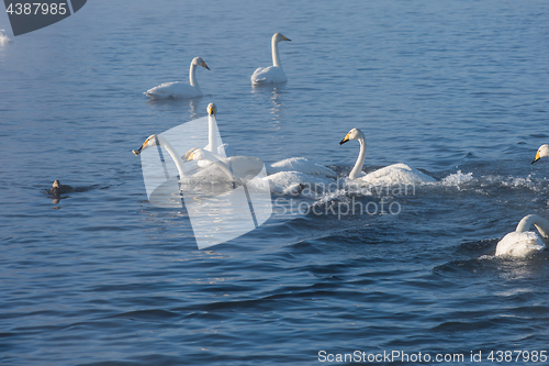 Image of Beautiful white whooping swans