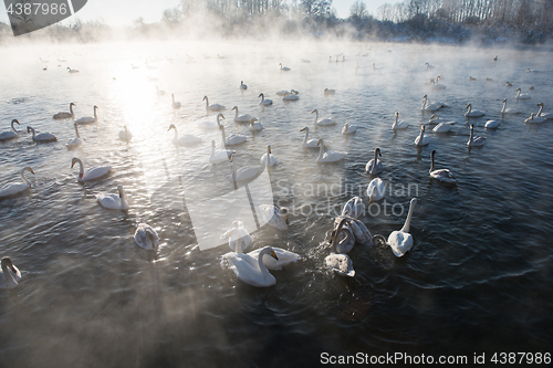 Image of Beautiful white whooping swans