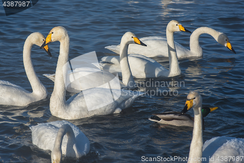 Image of Beautiful white whooping swans