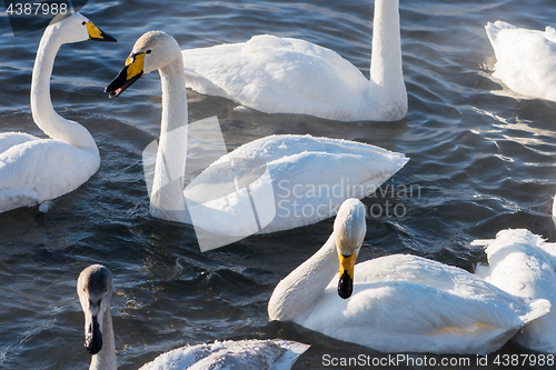 Image of Beautiful white whooping swans