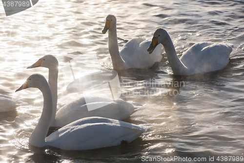 Image of Beautiful white whooping swans