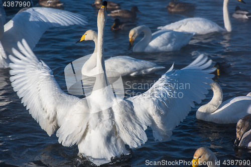 Image of Beautiful white whooping swans