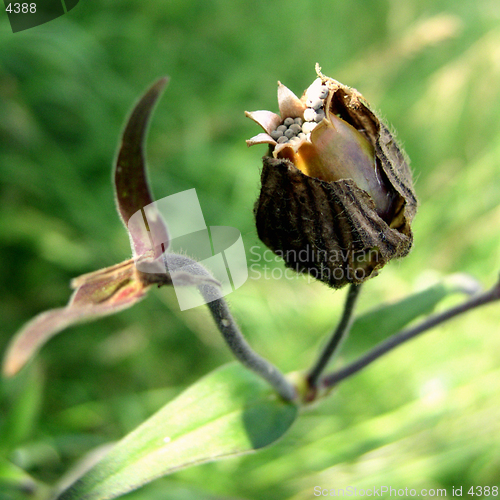 Image of Dry flower with seeds on green background