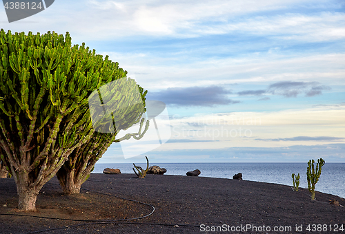 Image of cactus tree in Lanzarote, Canary Islands, Spain