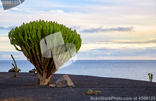 Image of cactus tree in Lanzarote, Canary Islands, Spain