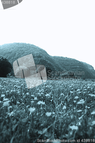 Image of Flowers landscape