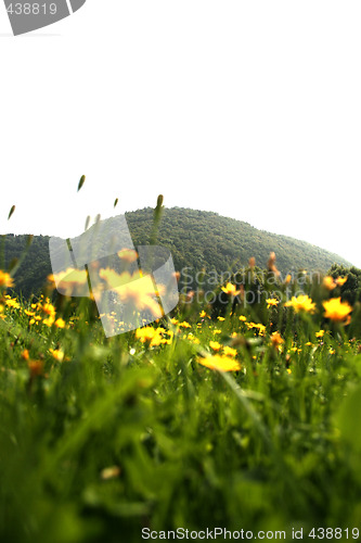 Image of Flowers landscape