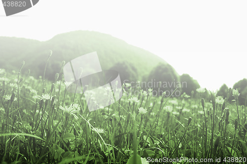 Image of Flowers landscape