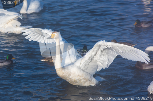 Image of Beautiful white whooping swans