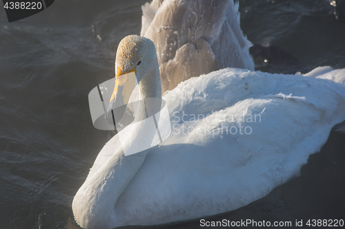 Image of Beautiful white whooping swans